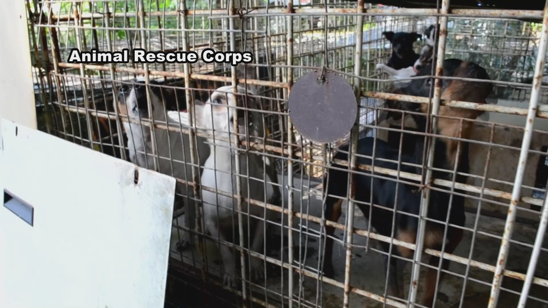 RESCUED ANIMALS 2.jpg